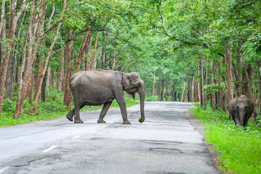 Wayanad